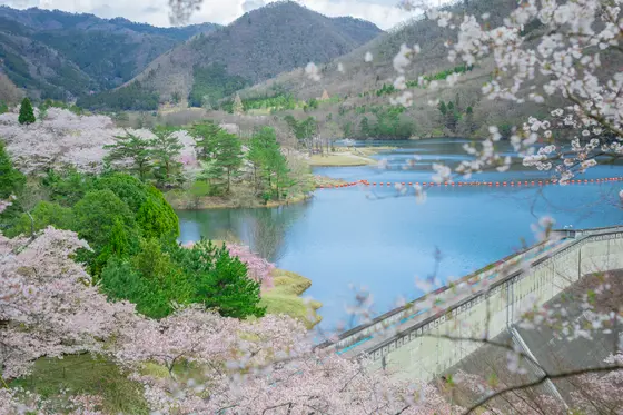 大野ダムさくら祭り
