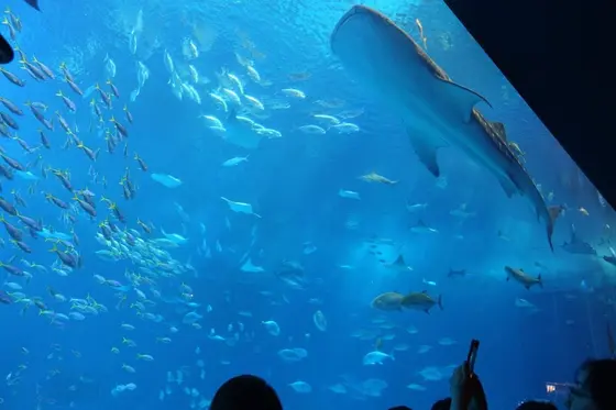 沖縄の海の魅力、つまってます！