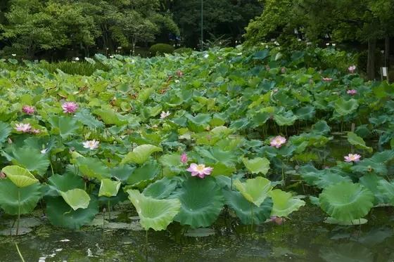 橋の上から見るとこんな感じ