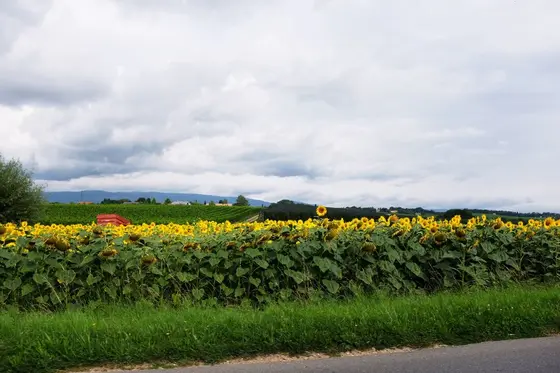 ひまわり畑