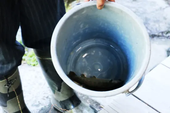 新鮮なますをすぐにいただけます😁