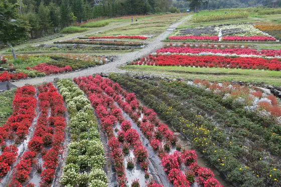 お花畑が拡がっています