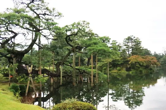 月見橋からの唐崎松🌳