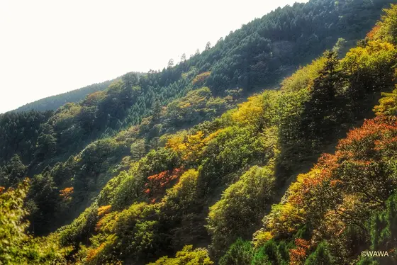 阿夫利神社駅からの景色