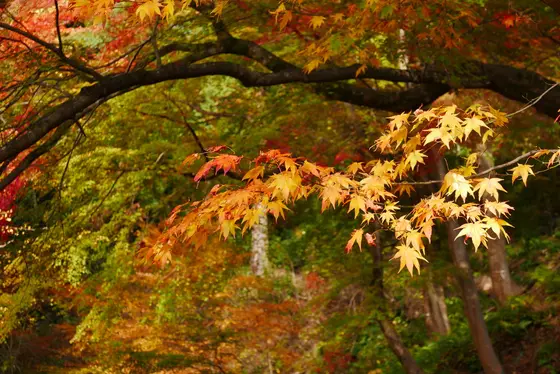 実は紅葉が綺麗