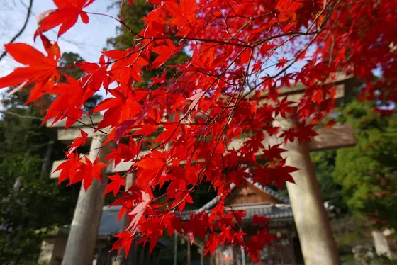 真っ赤の紅葉