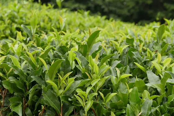 茶は数回に渡り収穫します