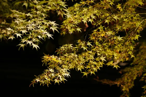 園内の紅葉スポット