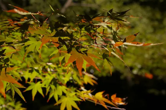 あちこちに紅葉があります