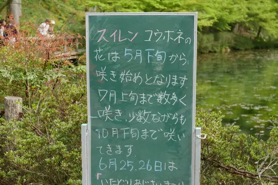 睡蓮の案内看板