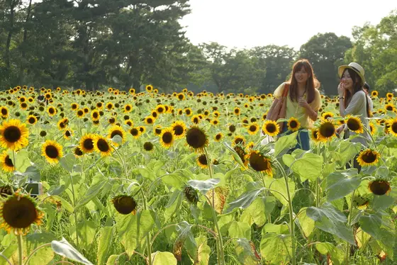 ひまわりが見頃でした