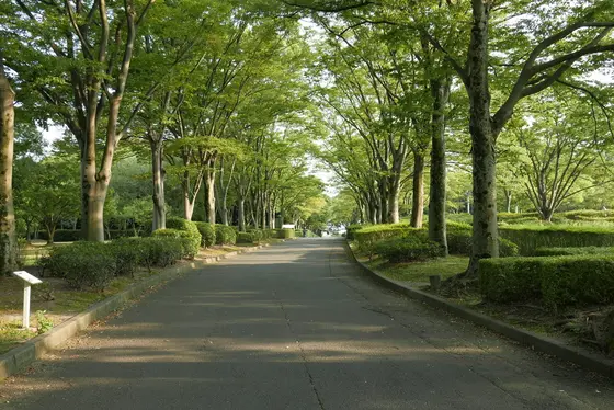 森のなかの散策路