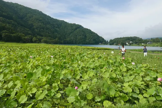 蓮畑と湖