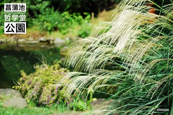 菖蒲池 哲学堂公園