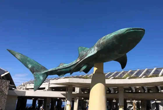 大きなジンベエザメ🦈