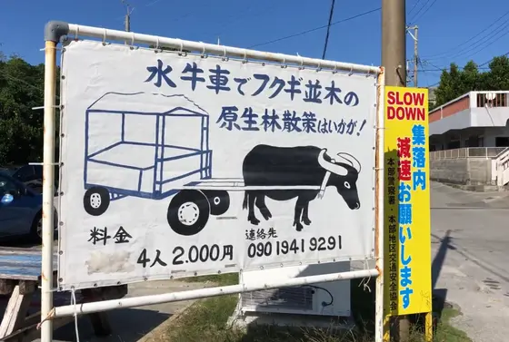 水牛体験もやってるみたい！