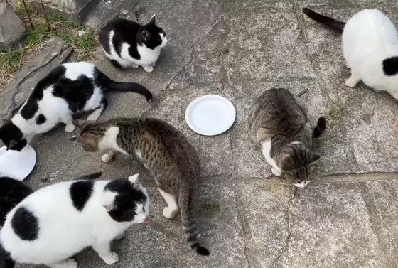 猫ちゃん