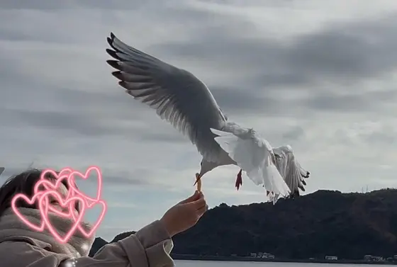 カモメの餌付け