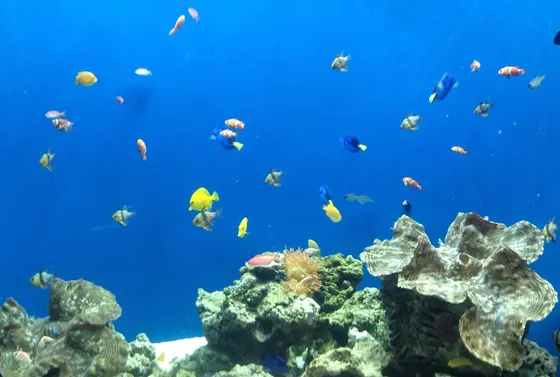 カラフルな魚たち