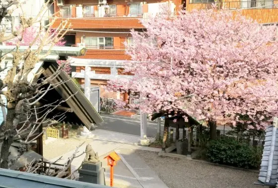 隠れた桜スポット