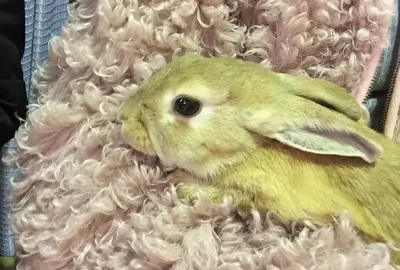 ふれあいコーナーも♡