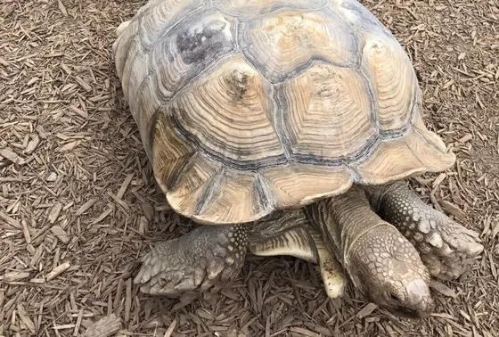 カメ