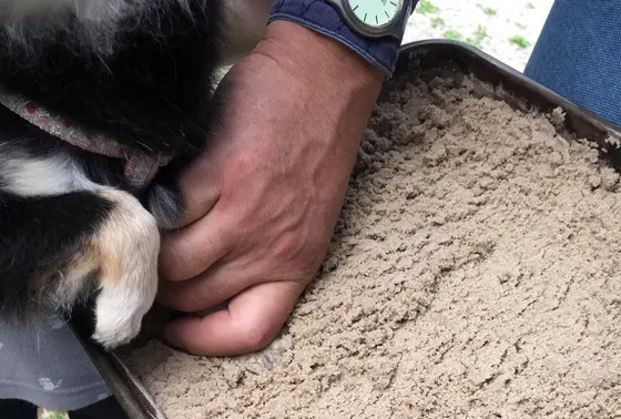 わんこの足型取り