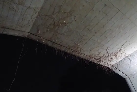 這う