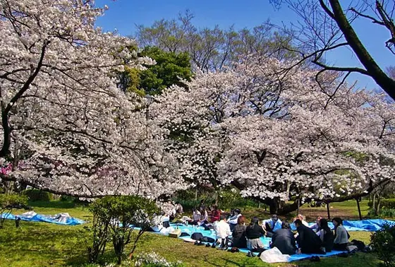 森の中に広がる芝生地と池が生み出す風光明媚なシチュエーションは、お花見だけじゃなくデートにも最適！