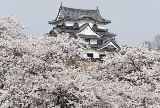 彦根城の桜