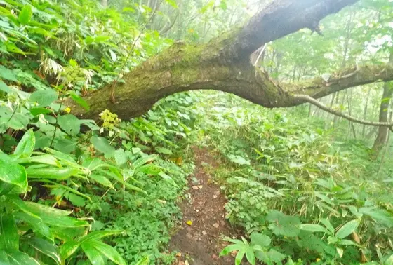 ピラミッドへの道