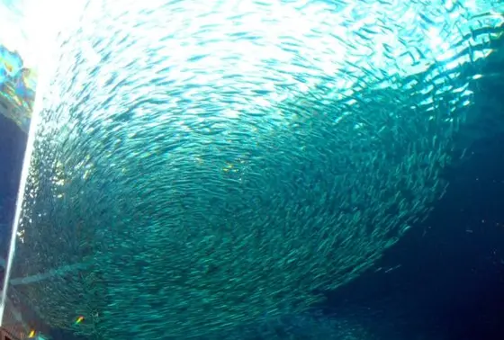 たくさんの魚達