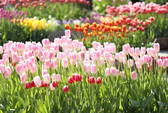 四季折々様々な花や植物