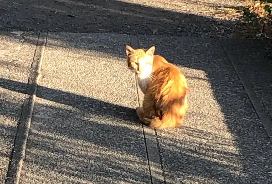 猫好きにはたまらん