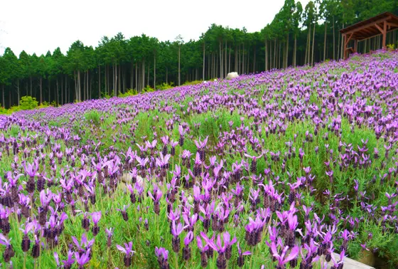 沢山のラベンダー
