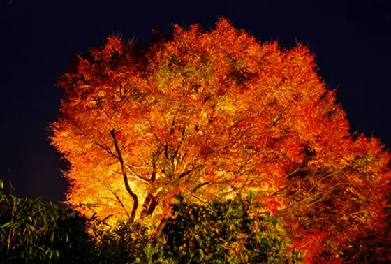 紅葉ライトアップ