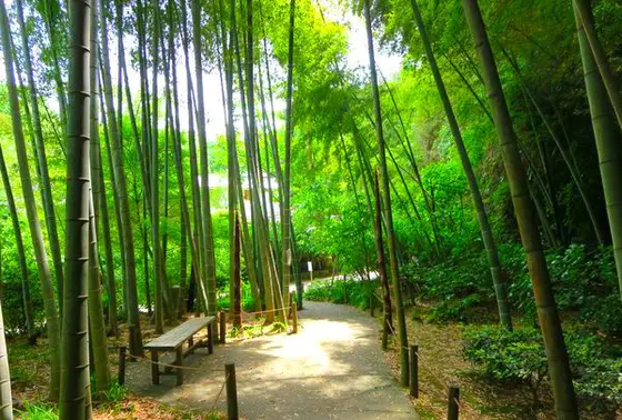 竹林
