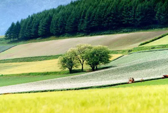 夏の風景が楽しめる