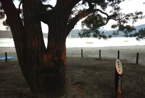 知恵の松