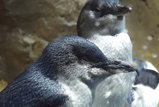 フェアリーペンギン