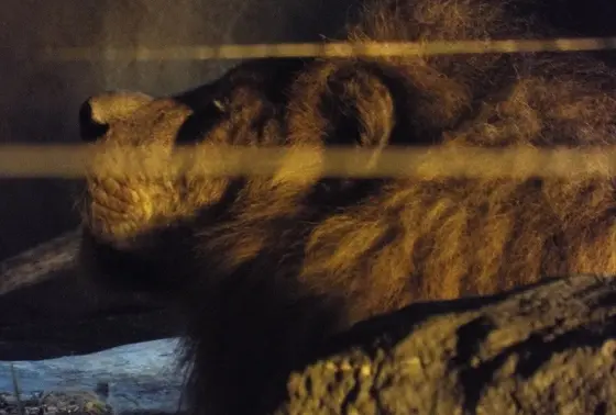 オスライオン
