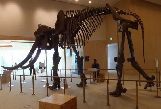 ミエゾウ