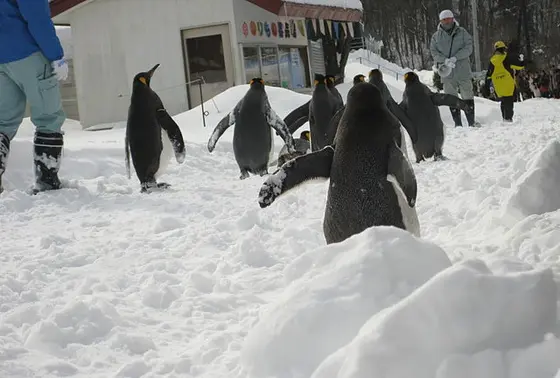 ペンギンパレード