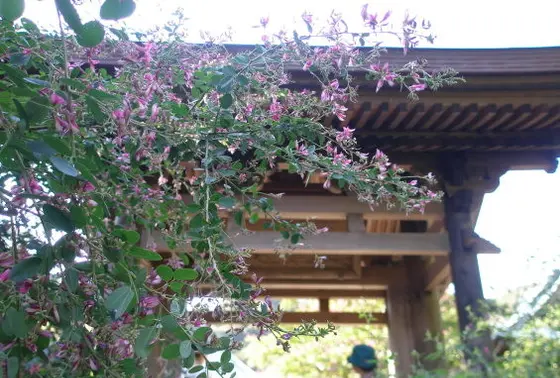 紫の萩の滝