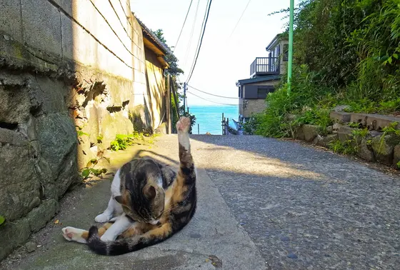 ねこ