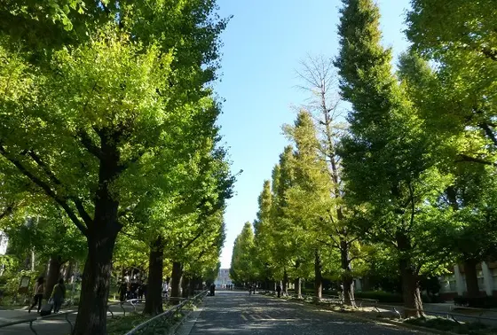 夏の銀杏並木