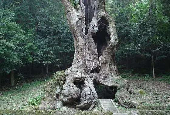 武雄の大楠