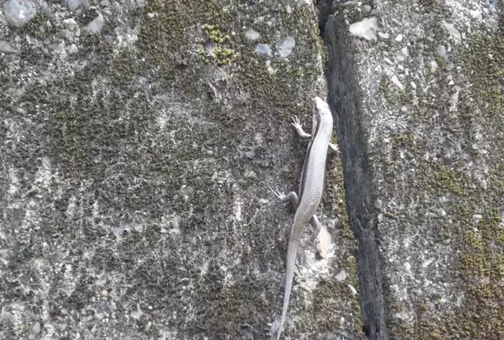 🦎