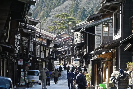通りのから見える松の木
