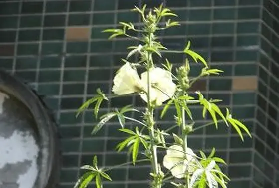 ご活動が面白いです。